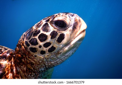 Samoa – A Green Sea Turtle At Savaii