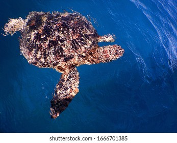 Samoa – A Green Sea Turtle At Savaii