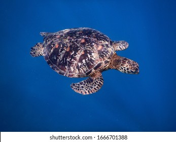 Samoa – A Green Sea Turtle At Savaii