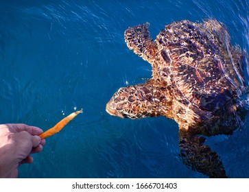 Samoa – A Green Sea Turtle At Savaii