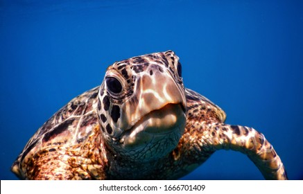 Samoa – A Green Sea Turtle At Savaii