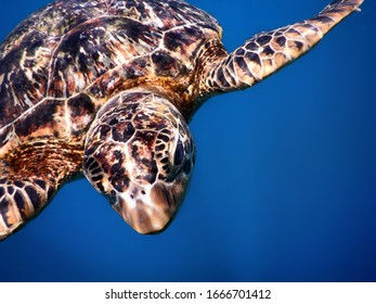 Samoa – A Green Sea Turtle At Savaii