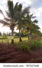 Samoan Coconut Tree Crop On Plantation In Hawaii