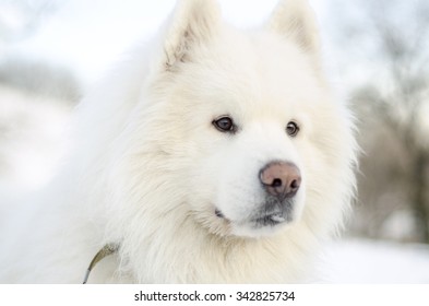 Samoed Landscape Dog Stock Photo 342825734 | Shutterstock