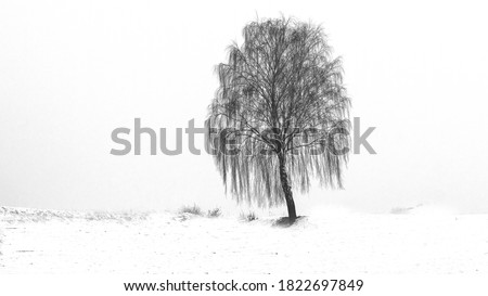 Samotna brzoza w polu. The birch Zdjęcia stock © 