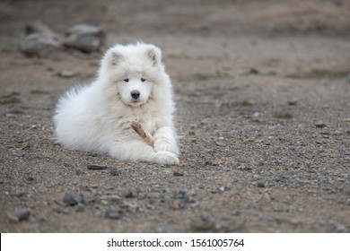Samoyed - Samoyed beautiful breed Siberian white dog. Four months old puppy on a walk.