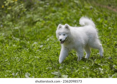Samoyed - una hermosa raza de perro blanco siberiano. Un cachorro de cuatro meses caminando.