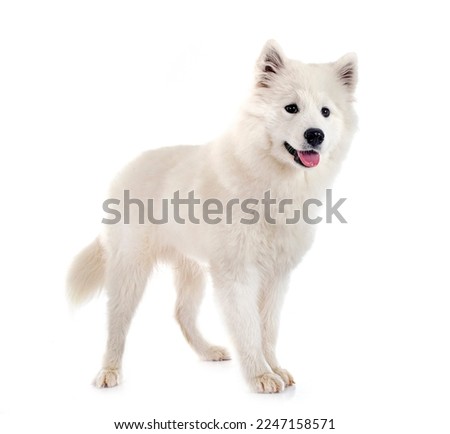samoyed dog in front of white background