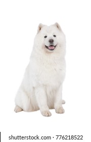Samoyed dog isolated on white background