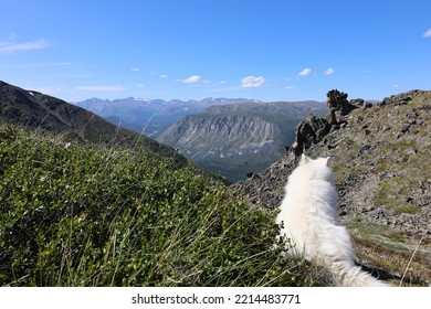 Samoyed Dog Looking At The Scenic Panorama In The Distance On A Mountaintop