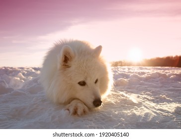 Samoyed Dog Lying In The Snow