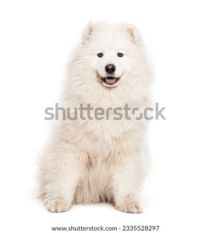 Samoyed dog panting and looking at the camera, isolated on white