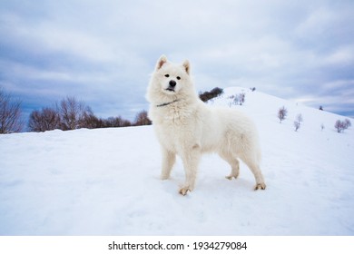 Samoyed Dog Play In Snow Mountain