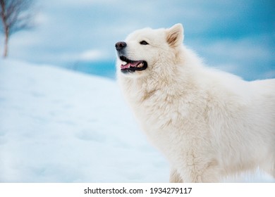 Samoyed Dog Play In Snow Mountain