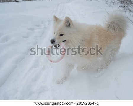 A Samoyed dog plays with a puller on a winter walk.