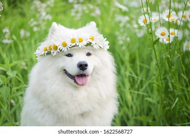 Samoyed dog sits on the grass in chamomile flowers and a wreath of dandelions