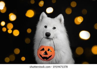 Samoyed dog sitting on Halloween in front of the door at the house entrance with a pumpkin lantern or light, scary and scary 