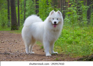 24,702 Samoyed Dog Stock Photos, Images & Photography | Shutterstock