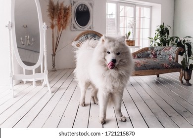 White Fluffy Dog Images Stock Photos Vectors Shutterstock