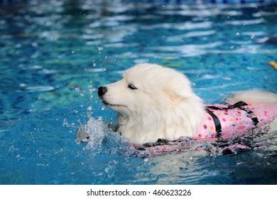 can samoyed swim