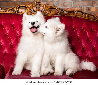 Samoyed Dogs Are Kissing On The Red Luxury Couch