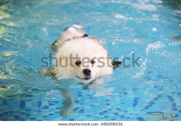 can samoyed swim