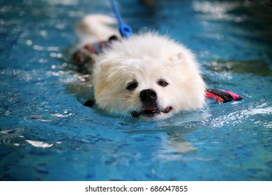 can samoyed swim