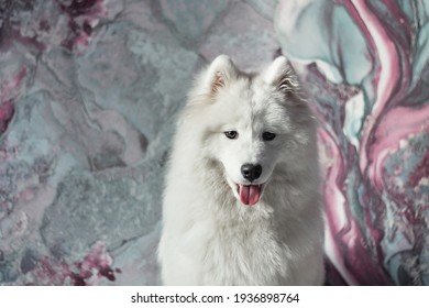 Samoyed Laika And Drawing On The Wall