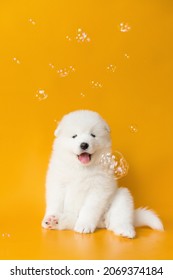 samoyed puppy dog with bubbles on yellow background