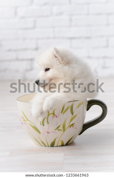 samoyed teacup dog