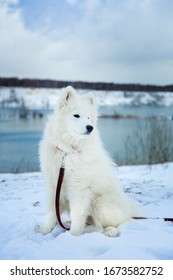 Samoyed puppy sitting in the snow on the background of a lake, forest and hills. Pets on the street