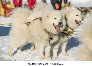 Samoyed Sled Dog Team Work Samoyed Stock Photo 1298685760 | Shutterstock