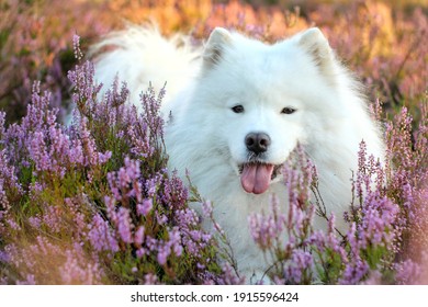 Samoyed smile in the flowers