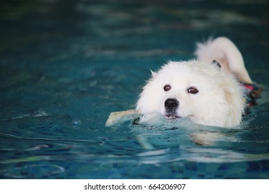 can samoyed swim