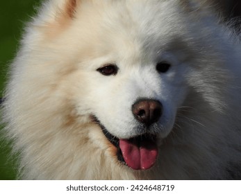 Samoyed, beautiful, spitz-type dogs which take their name from the Samoyedic peoples of Siberia