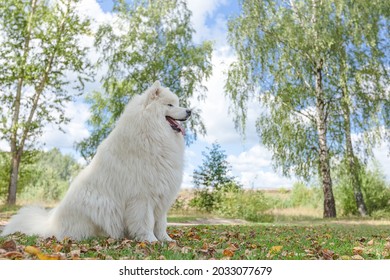 Samoyed. A White Big Fluffy Dog In The Park.