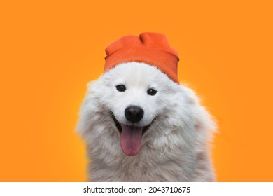 The Samoyed white dog looks into the camera, sticking out his tongue, portrait, in a warm hat on a orange autumn background