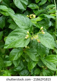 Sampaguita Flower Bud With Droplets