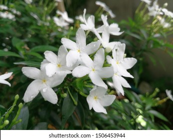 1,479 Sampaguita jasmine Images, Stock Photos & Vectors | Shutterstock