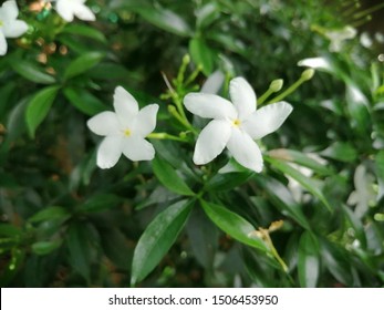 Sampaguita Jasmine National Tree Republic Philippines Stock Photo ...