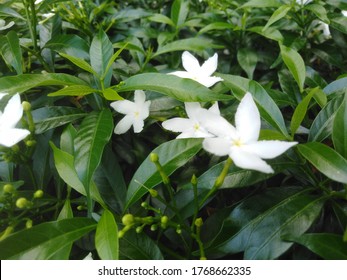 1,537 Sampaguita Images, Stock Photos & Vectors | Shutterstock