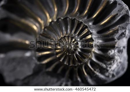Sample of a beautiful natural raw pyritized ammonite specimen over black background