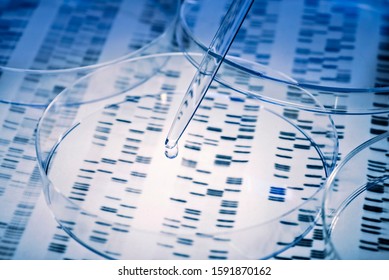 Sample is pipetted into a Petri dish over genetic results. - Shutterstock ID 1591870162