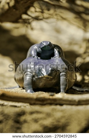 Sample of a purple plastic frog from the Western Ghats region, also called pig-nosed frog.