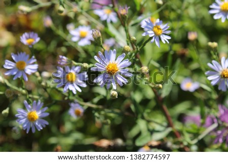 A sample of Smooth Aster (Symphyotrichum Laeve) in the Aster family, growing in Ontario Canada. -Captured by MIROFOSS