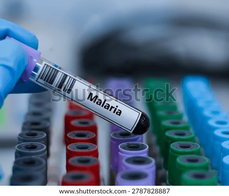 ฺBlood sample tube for malaria test analysis.