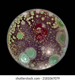 Samples of Petri dishes with a culture of microorganisms and fungi in the surface of agar nutrient medium