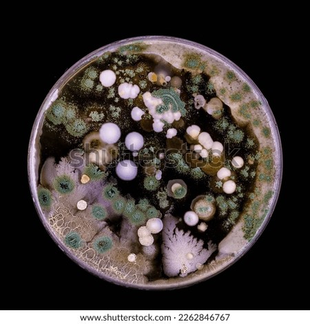 Samples of Petri dishes with a culture of microorganisms and fungi in the surface of agar nutrient medium