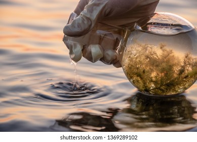 Sampling Of Dirty Water In A Reservoir. The Water Blooms, There Is A Lot Of Organic Matter In It, Algae. The Laber's Hand In A Latex Glove Holds A Spherical Flask With A Sample Of Polluted Water.