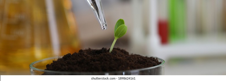 Sampling In The Laboratory For Chemical Analysis And PH Test. Agrochemical Analysis Of Fertility Greenhouse Soils